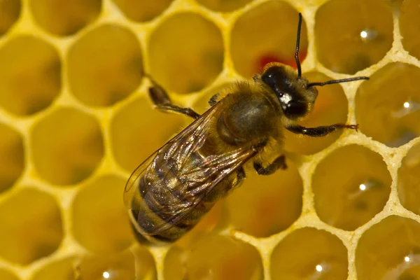 蜜蜂完成创建蜂窝的工作. — 图库照片