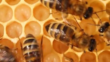 Arılar gırtlakları. Petekler yararlı böceklerin gelecek nesil arılar larvaları geliştiriyor.