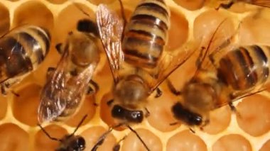 Arılar gırtlakları. Petekler yararlı böceklerin gelecek nesil arılar larvaları geliştiriyor.