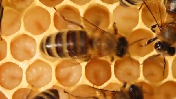 Larven Van Bijen Honeycombs Ontwikkelen Larven Van Bijen Toekomstige Generatie — Stockvideo