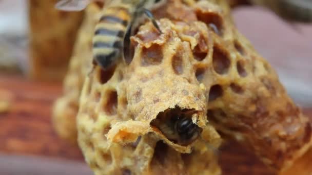 Geboorte Van Koningin Bee Queen Bee Cocoon Binnen Onthult Voor — Stockvideo