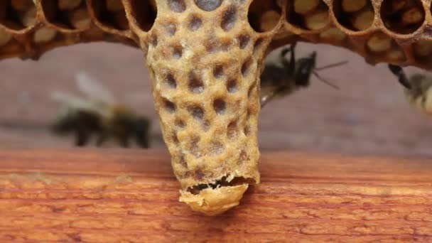 蜂的诞生女王蜂茧内显示即将到来的出口 — 图库视频影像