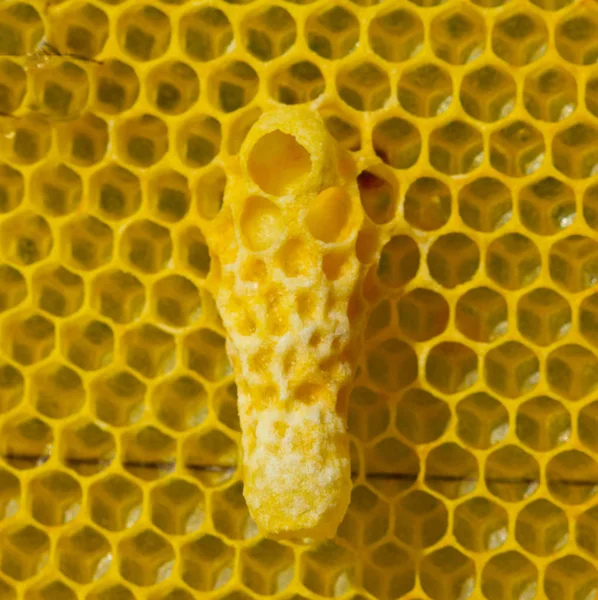 A futura abelha rainha se desenvolve em um casulo de cera — Fotografia de Stock