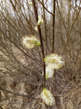 Erken baharda willow çiçek tomurcuklu. Bu yüzden Willow bush çiçeklenme. Onun çiçek polen bir sürü vermek.