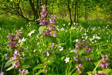 Orman çiçekler ölü-ısırgan ve chickweed