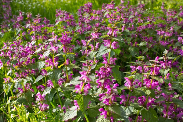 Flores del bosque ortiga muerta — Foto de Stock