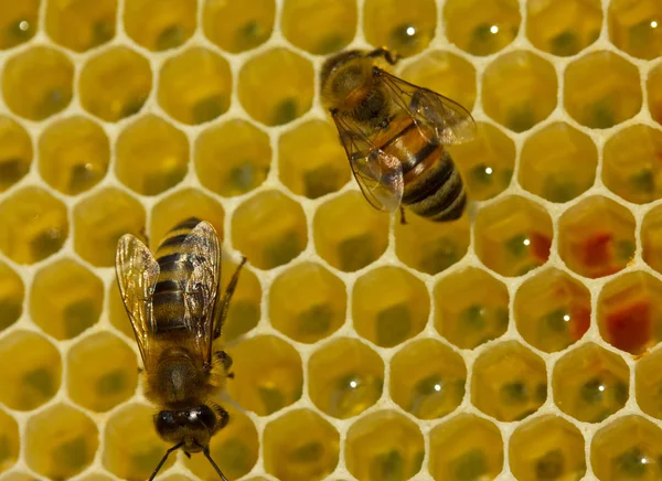 Bees complete work on creating honeycombs. — Stock Photo, Image
