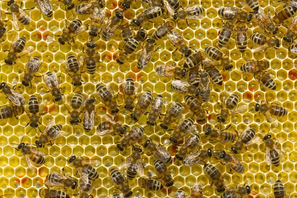 Young bees convert nectar into honey — Stock Photo, Image