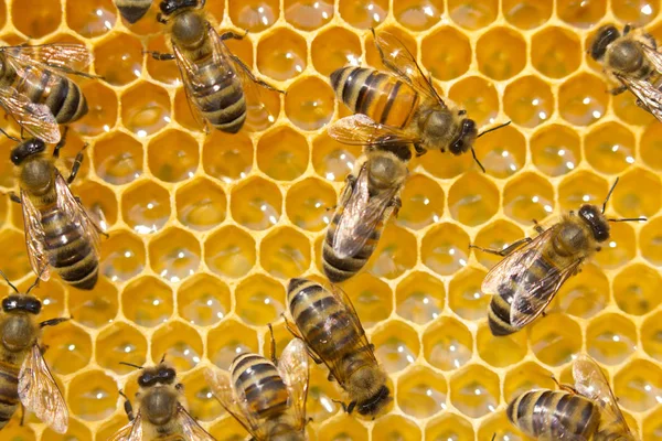 蜜蜂在蜂窝。蜜蜂在团队中工作. — 图库照片
