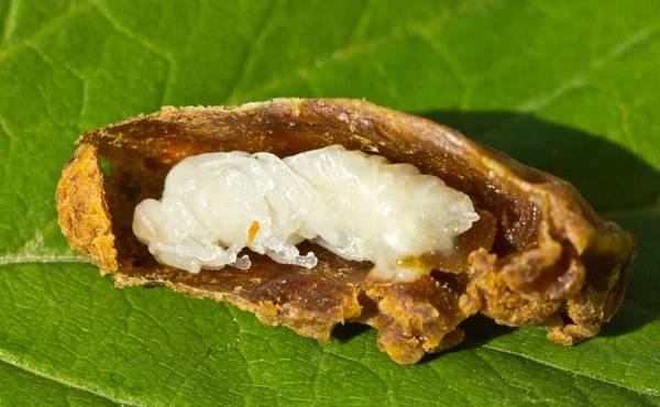 Larva of queen bees in cocoon — Stock Photo, Image