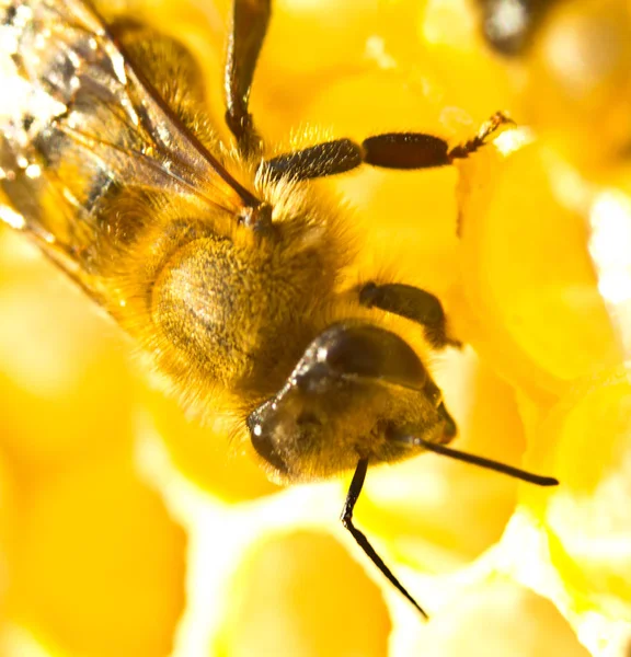 ミツバチは、蜂蜜に変換するハニカムから蜜を取る. — ストック写真