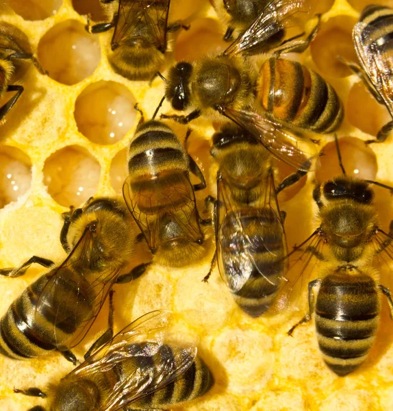 Abejas Larvas Capullos Las Abejas Cuidan Las Larvas Generación Futura —  Fotos de Stock