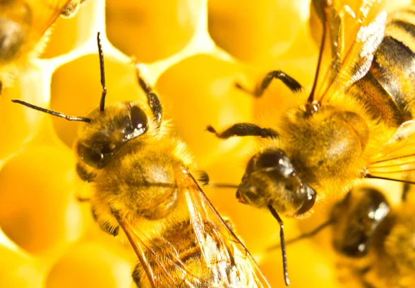Néctar e mel em pente novo — Fotografia de Stock