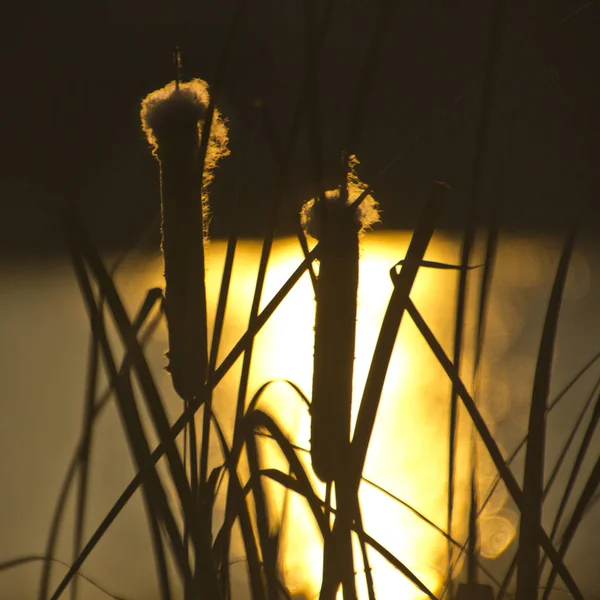 A luz solar refletida a partir de cada onda cria uma imagem chamada sola — Fotografia de Stock