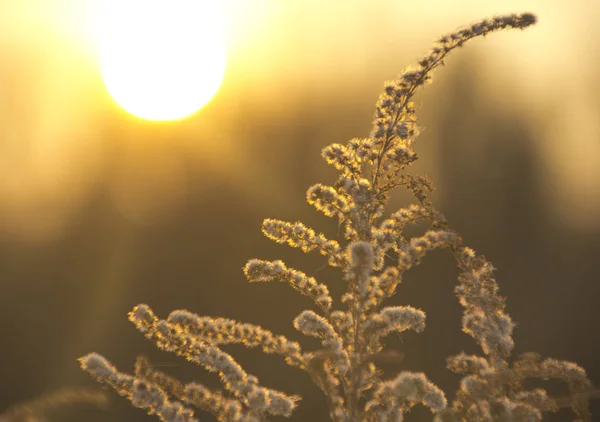 Flores de plantas secas ao pôr-do-sol . — Fotografia de Stock