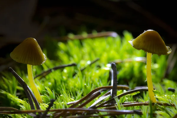 Setas en el bosque de otoño — Foto de Stock