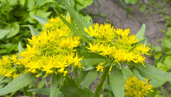 Racine d'or, Rhodiola rosea. Plante médicinale . — Photo