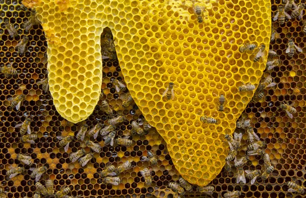 Forma direccional de panales de abeja — Foto de Stock