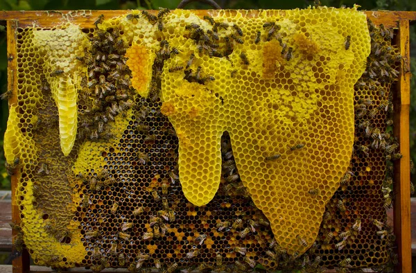 Pszczoły budują plastry miodu, całą wolną przestrzeń w ulu.. — Zdjęcie stockowe