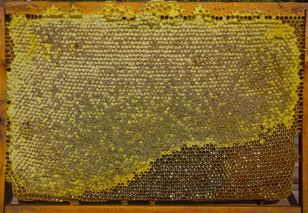 Travailler les abeilles dans la ruche. Les abeilles convertissent le nectar en miel — Photo