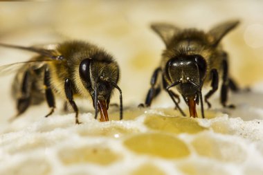 Arılar tarakta balı kapatır