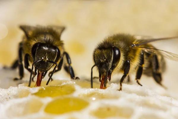 Bijen Sluiten Honing Kam — Stockfoto