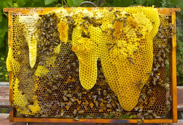 Bee honeycombs directional shape. — Stock Photo, Image