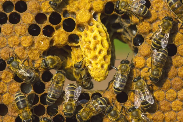 Futura Abeja Reina Desarrolla Capullo Cera — Foto de Stock