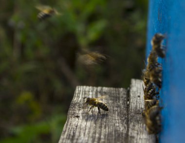 Arı kovanları için sert koruma arıları