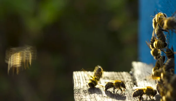 Hard guard bees for beehives — Stock Photo, Image