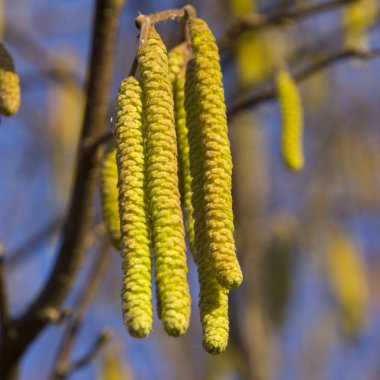 Bahar sıcağı beklentisiyle Hazel