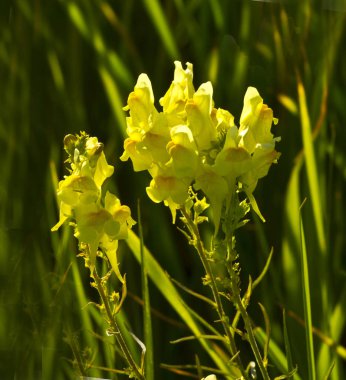 Flax flax vulgaris veya solungaç. Linaria vulgaris