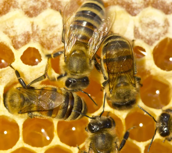 蜂巢内蜜蜂的工作。他们把花蜜转化成蜂蜜 — 图库照片