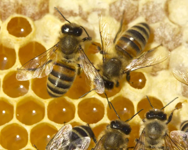 蜜蜂将花蜜转换成蜂蜜和在蜂窝覆盖它. — 图库照片