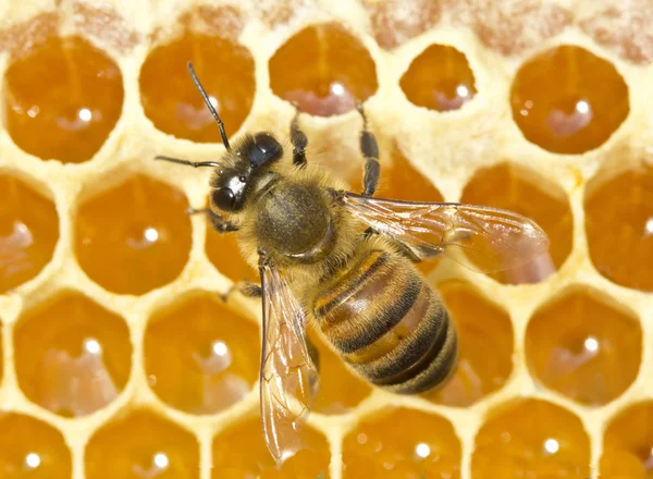 Bee convert nectar into honey — Stock Image Bee convert nectar into honey Royalty Free Stock Photos