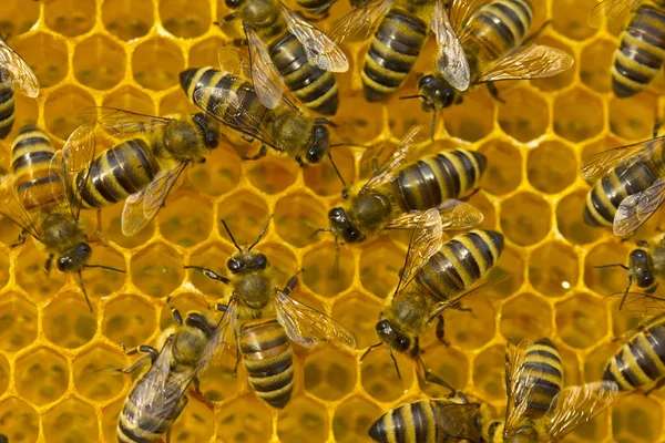 Bijen Hebben Het Druk Met Werken Zetten Nectar Honing — Stockfoto