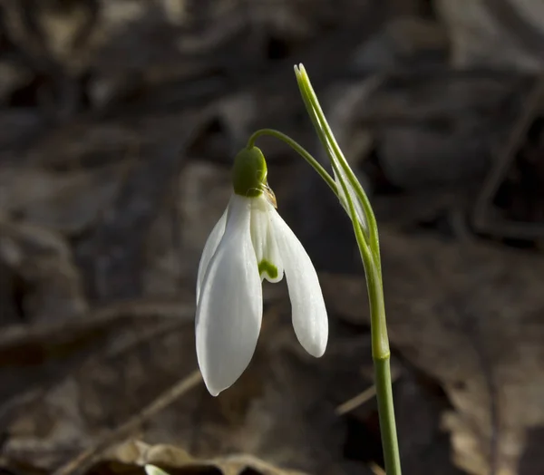 Kar Damlası Galanthus Baharın Ilk Çiçeklerine Aittir — Stok fotoğraf