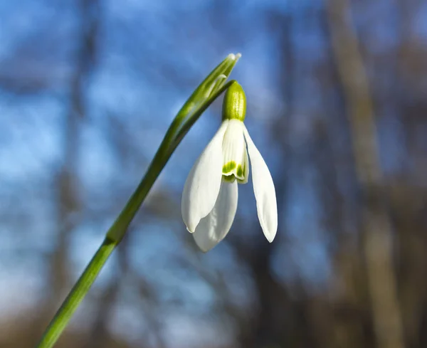 Dzień Dobry Słoneczko Śnieżynka Galanthus Niezrównane Piękno Śnieżynki Galanthus — Zdjęcie stockowe