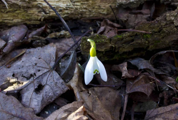 早上好 这就是我 一个雪降的Galanthus 大自然的觉醒 — 图库照片