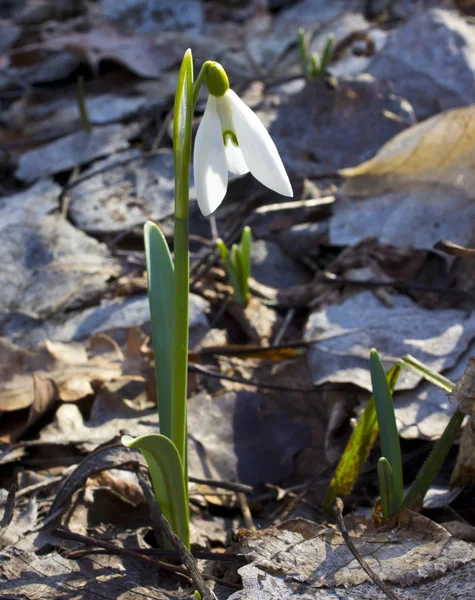 Snowdrop Galanthus Belongs Primroses — Stock Photo, Image