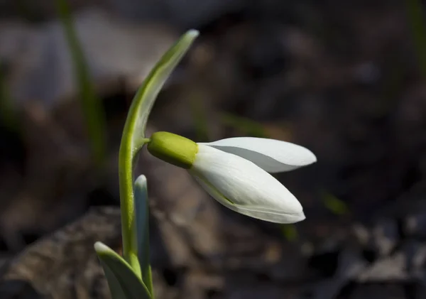 Sneeuwdruppel Galanthus Behoort Tot Eerste Bloemen Van Lente — Stockfoto