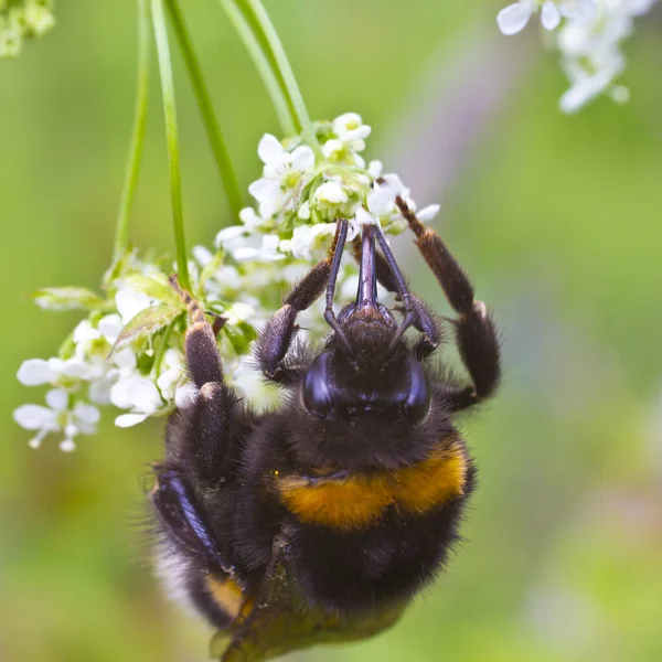 Bumblebee Toma Néctar Polen Las Flores Las Plantas — Foto de Stock