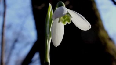 Baharda doğanın uyanışı. Bir Galanthus 'un eşsiz güzelliği.