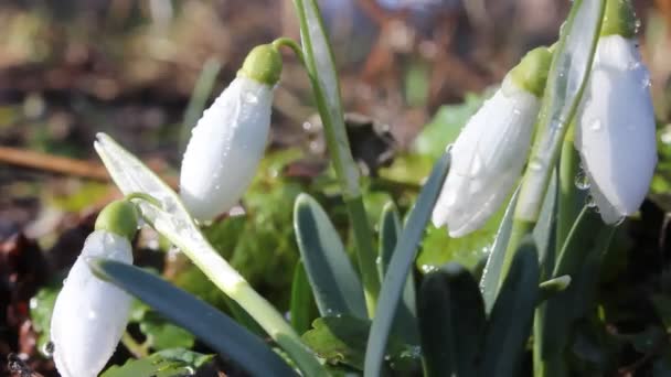 Die Unübertroffene Schönheit Eines Galanthus Galanthus Gehört Den Ersten Blüten — Stockvideo