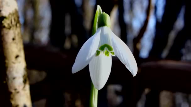 Beleza Insuperável Uma Gota Neve Snowdrop Galanthus Pertence Primeiras Flores — Vídeo de Stock