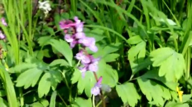 Corydalis rüzgarın etkisiyle dalgalanıyor..