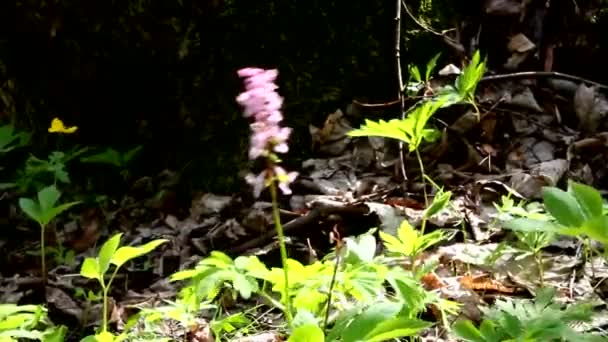 Corydalis Schwankt Unter Dem Einfluss Von Wind — Stockvideo