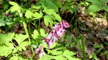 Corydalis rüzgarın etkisiyle dalgalanıyor..