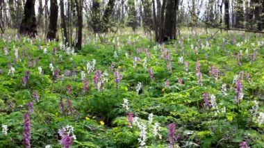 Yaprak döken ormanda bahar. Primrose CorydalisCorydalis, yaprak döken bir bahar ormanında bir halı oluşturur. Corydalis 'in pürüzsüz ve uyumlu renkleri..