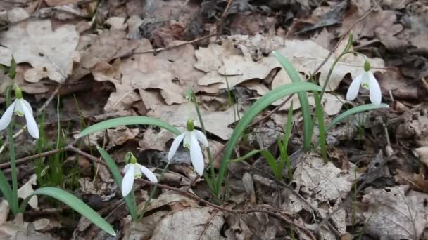 Відчуття Снігові Пробки Galanthus Танцюють Мелодію Яку Співають Птахи Відео — стокове відео